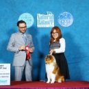 골든베릴셀티 이미지