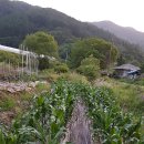 대발농장 이미지