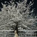 동안교 앞 이미지