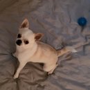 성신동물병원 이미지