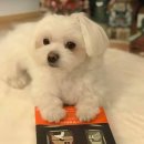 6.25전쟁 참전기 | 후크고지의 영웅들 - 6.25참전 영국 노병들의 수기