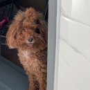 냉큼, 오레오 이미지