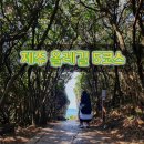 위미1리 복지회관 | 올레길 5코스 여행 [나홀로제주] 남원포구, 동백나무군락지, 쇠소깍