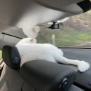 뭉치켄넬 이미지