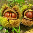 금오영농조합법인 이미지