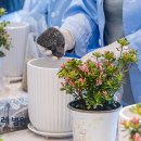 아젤리아 이미지