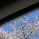 버드래미 | 안양 벚꽃명소 안양천 사람 없는 벚꽃명소 추천