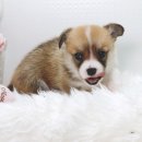 강아지,반하다 이미지