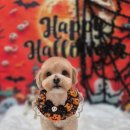 강아지미용실 이미지