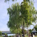 물빛광장 화장실 | 서울 세계 불꽃축제 2025 한적한 명당 여의도 물빛광장 주차 정보