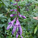 변증의 새 이미지