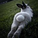 토실 토실 이미지