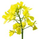 식물이야기 이미지