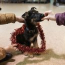 people puppy 이미지