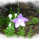 자연인삼사 | 心 을 찾아서 (성지순례 후기)