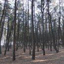 평해사구습지 이미지