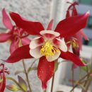 정기축사 이미지