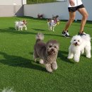 한강펫케어센터 이미지