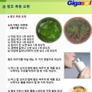 기가솔 | 불로초-함초 복용 요령은-기가봉도