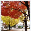 입암초등학교 이미지