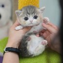 미유펫 강아지분양 고양이분양 김포점 이미지