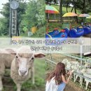 칠곡양떼목장 | 대구 근교 팔공산 근처 가볼만한 곳 으로 유명한 칠곡양떼목장 솔직후기