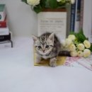 대구고양이분양 나비캣 이미지