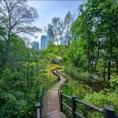 우면산5-3 이미지