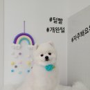 살롱드 펫 이미지