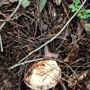 송이 송이버섯 산행 송이산 자연산 버섯 야생버섯 산행 굽더더기 솔능이버섯 버섯산행 이미지