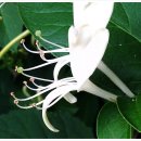 금은화민박 이미지