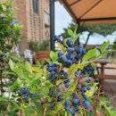 바다랑 포도펜션 이미지