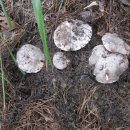 노루털버섯, 능이버섯, 흰굴뚝버섯의 상호관계와 차이점 이미지