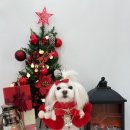 도그뷰티 이미지