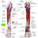 04 - Peroneus tertius, Fibularis tertius 셋째종아리근 제삼비골근 第三腓骨筋 이미지