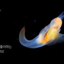 클리오네