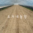 오가네하우스