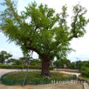 포은 정몽주 유허비 이미지