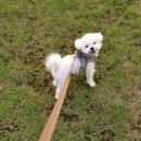 강아지의 하루 이미지