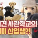 지구별댕댕이 이미지