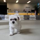 러닝독 스테이 이미지