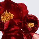 동백미장원 이미지