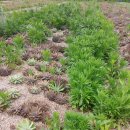 뽑기농장 이미지