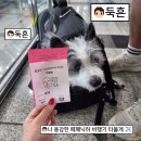 온사랑펫 | 티웨이 애견동반 비행기 탑승 후기✈️ ｜ 모드니펫 백팩 라지(L) ｜기내 가능 캐리어 ✧₊˚