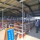 평창축산 이미지