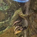 가-22 | 단양 아이랑 가볼 만한 곳｜다누리 아쿠아리움 22개월 아기 솔직후기 (가격값 합니다) 🐢🐟