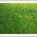 보리밭사이길로 이미지