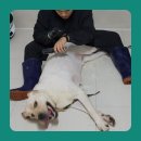 힐링그루밍 이미지