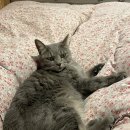 포메민박 이미지