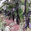 숲속농장 이미지